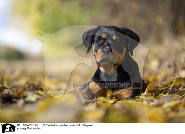 young Rottweiler / MW-23076