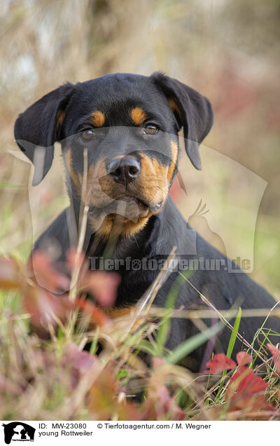 young Rottweiler / MW-23080