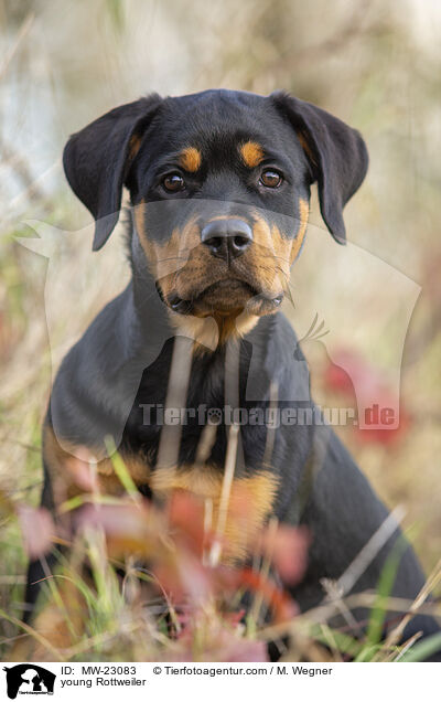 young Rottweiler / MW-23083