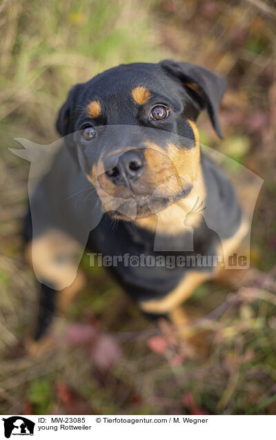 young Rottweiler / MW-23085
