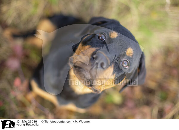 young Rottweiler / MW-23086