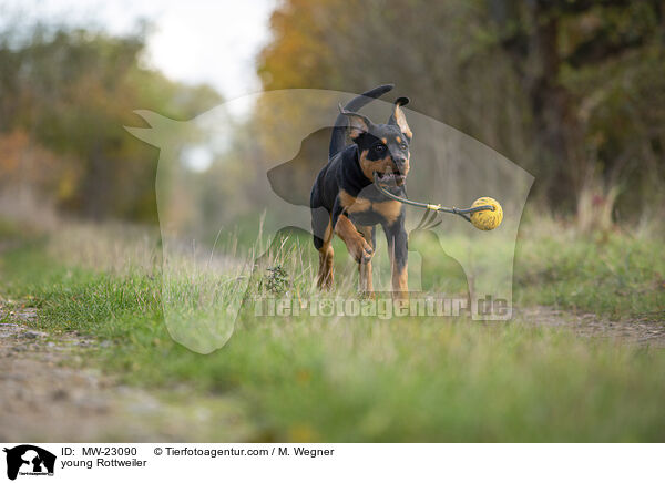young Rottweiler / MW-23090