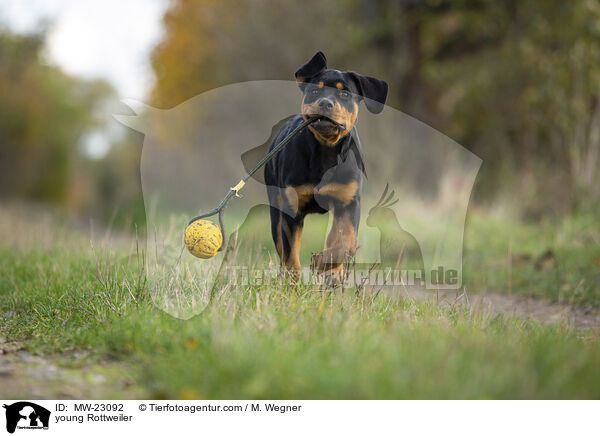 young Rottweiler / MW-23092