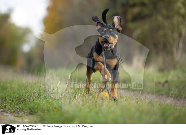 young Rottweiler / MW-23093