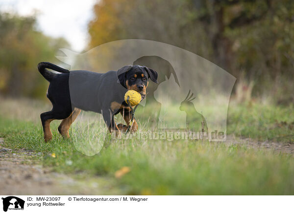 young Rottweiler / MW-23097