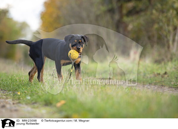 young Rottweiler / MW-23098
