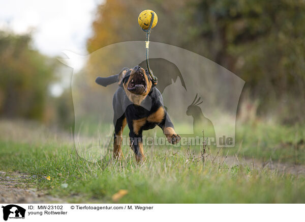 young Rottweiler / MW-23102