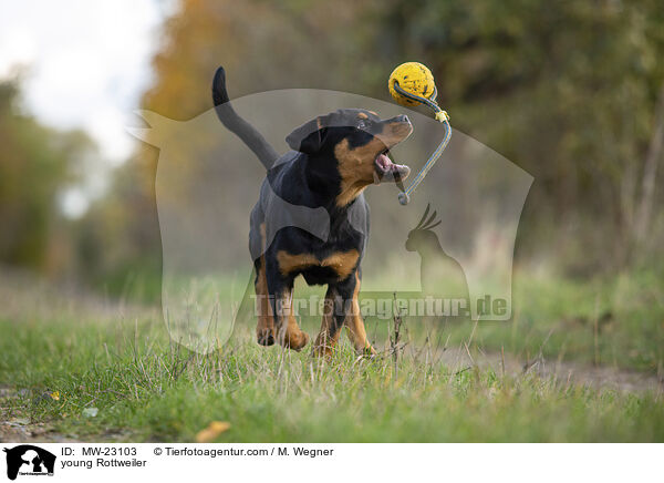 young Rottweiler / MW-23103