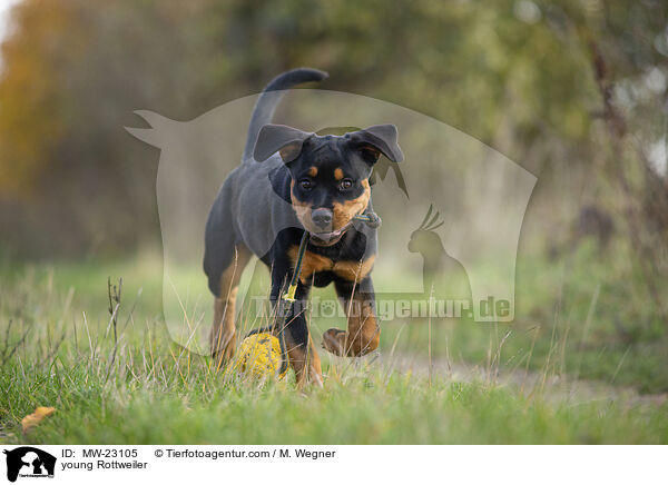 young Rottweiler / MW-23105