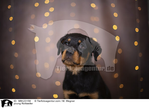 young Rottweiler / MW-23158