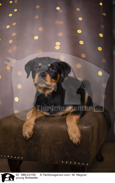 young Rottweiler / MW-23159