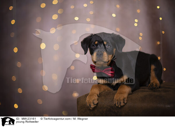 young Rottweiler / MW-23161