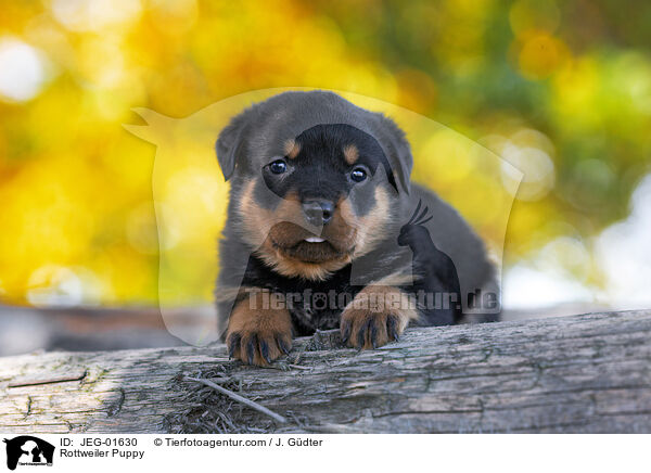 Rottweiler Puppy / JEG-01630