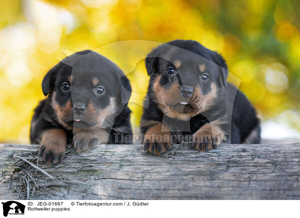 Rottweiler puppies / JEG-01667