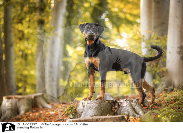 standing Rottweiler / AK-01257