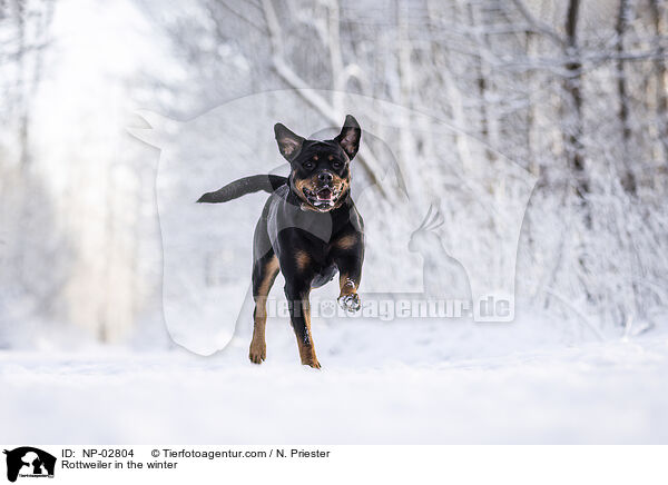 Rottweiler in the winter / NP-02804