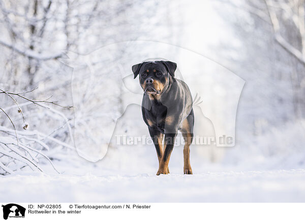 Rottweiler in the winter / NP-02805