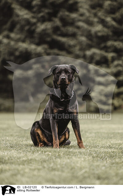 sitting Rottweiler / LB-02120