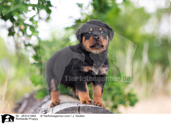 Rottweiler Puppy / JEG-01962