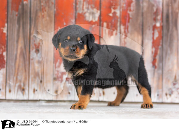 Rottweiler Puppy / JEG-01964