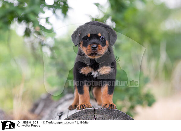 Rottweiler Puppy / JEG-01968