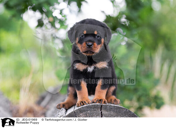 Rottweiler Puppy / JEG-01969