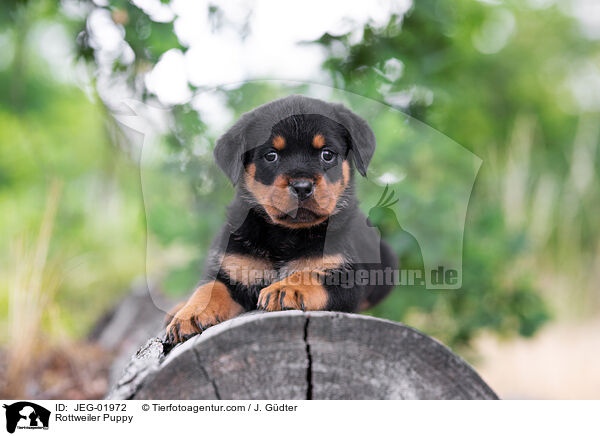 Rottweiler Puppy / JEG-01972