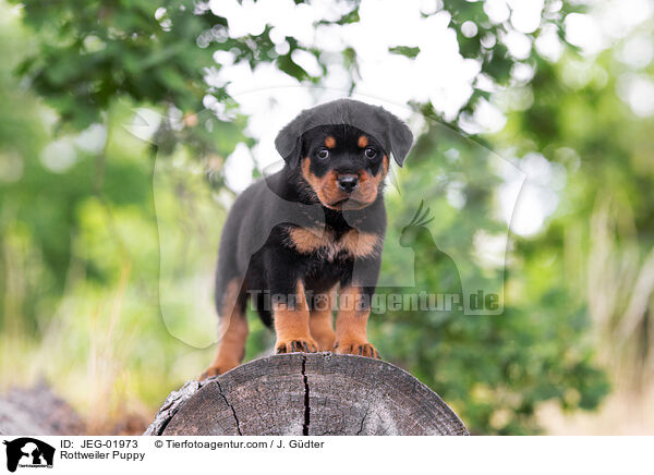 Rottweiler Puppy / JEG-01973