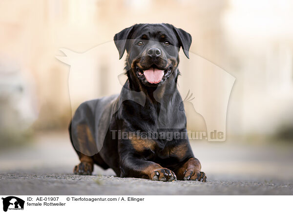 female Rottweiler / AE-01907