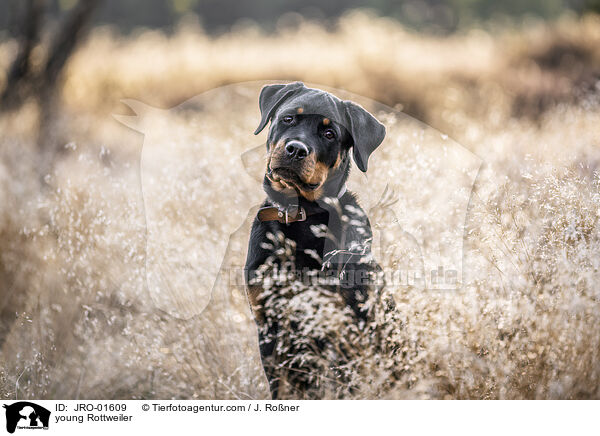 young Rottweiler / JRO-01609