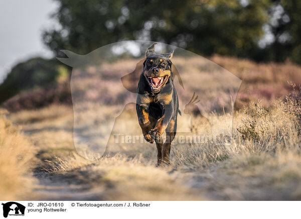 young Rottweiler / JRO-01610