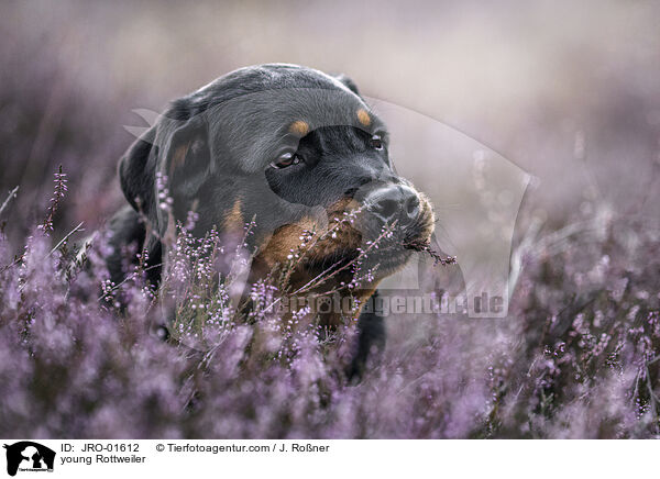 young Rottweiler / JRO-01612