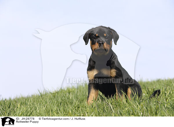 Rottweiler Puppy / JH-28778