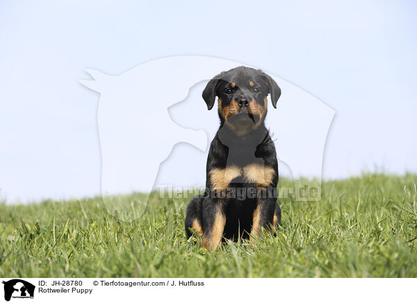 Rottweiler Puppy / JH-28780