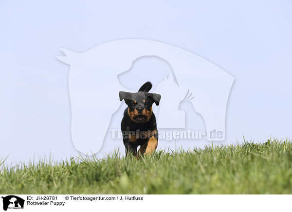 Rottweiler Puppy / JH-28781