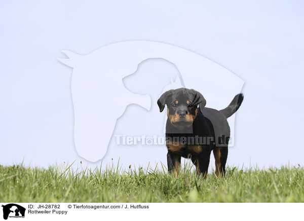 Rottweiler Puppy / JH-28782