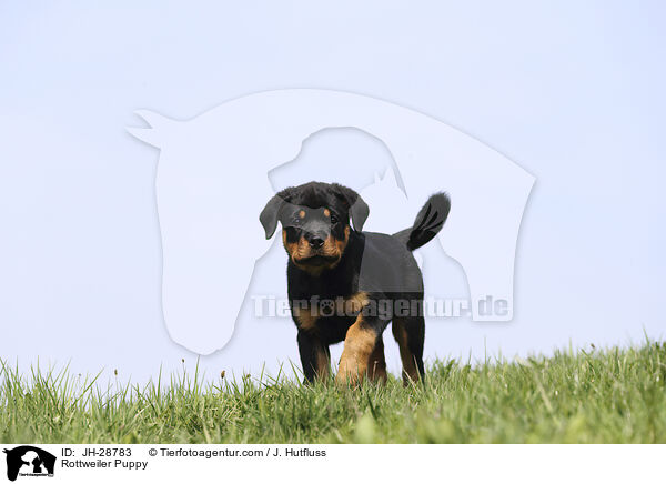 Rottweiler Puppy / JH-28783