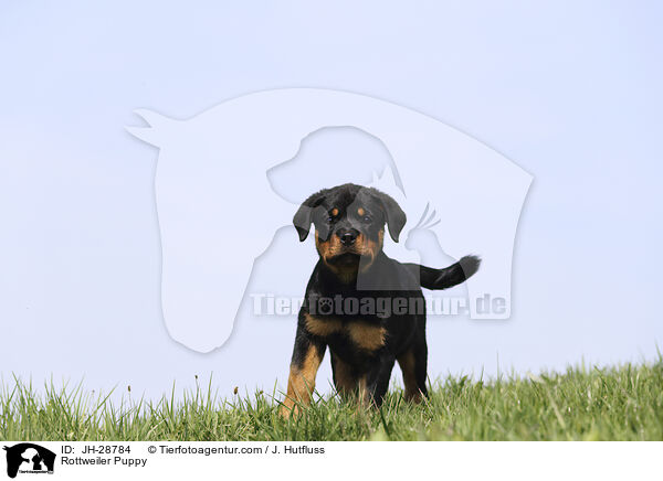 Rottweiler Puppy / JH-28784