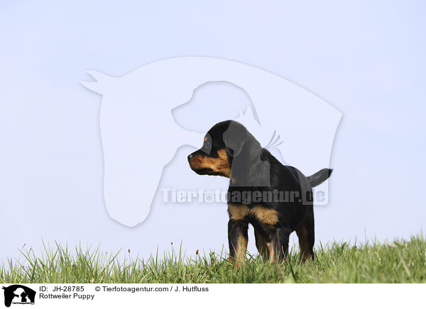 Rottweiler Puppy / JH-28785