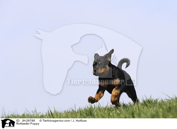Rottweiler Puppy / JH-28786