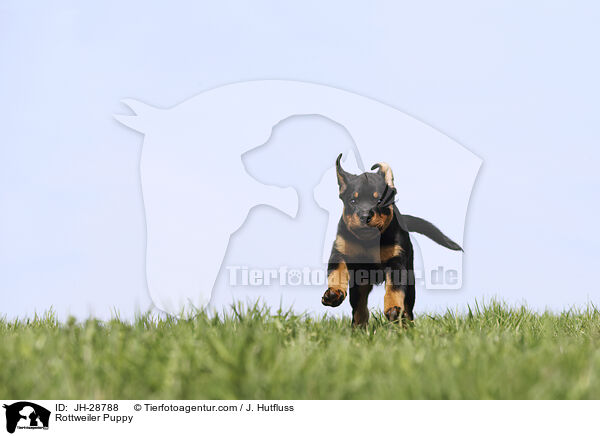 Rottweiler Puppy / JH-28788