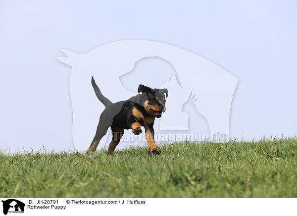 Rottweiler Puppy / JH-28791