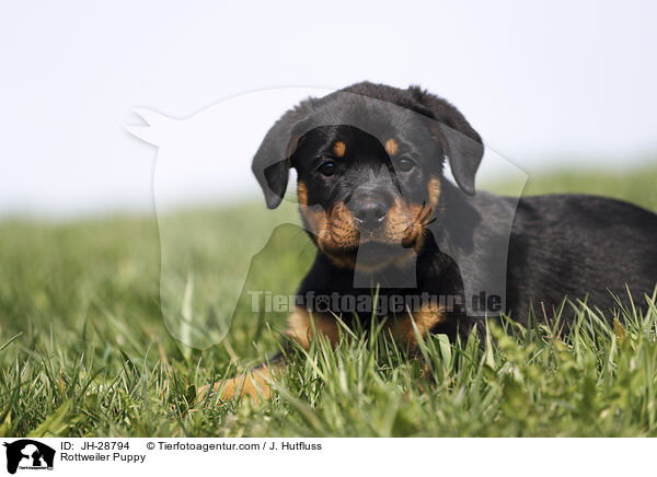 Rottweiler Puppy / JH-28794