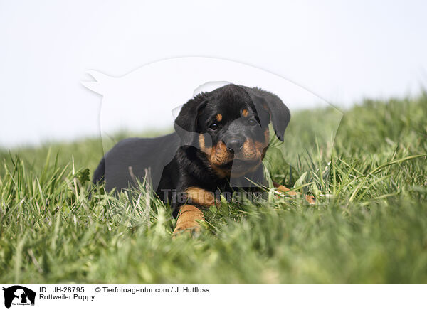 Rottweiler Puppy / JH-28795
