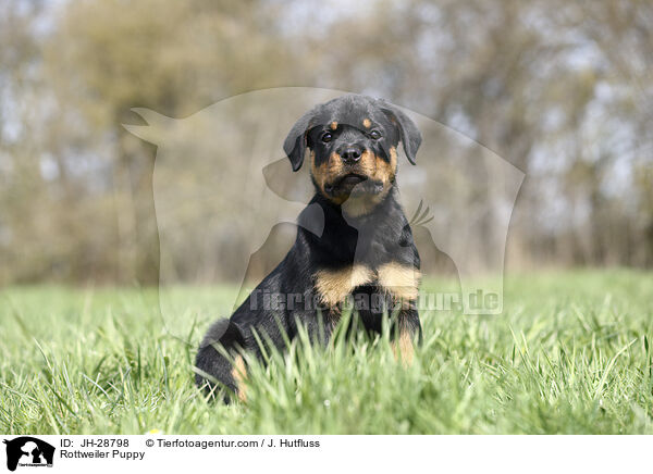 Rottweiler Puppy / JH-28798