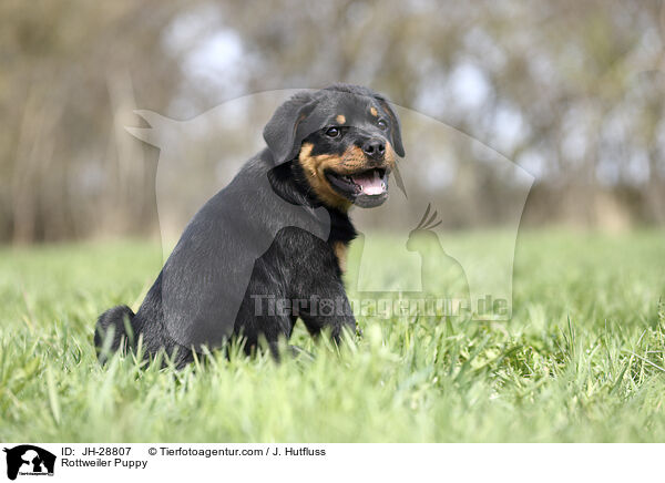 Rottweiler Puppy / JH-28807