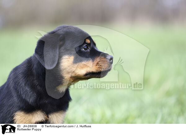 Rottweiler Puppy / JH-28808