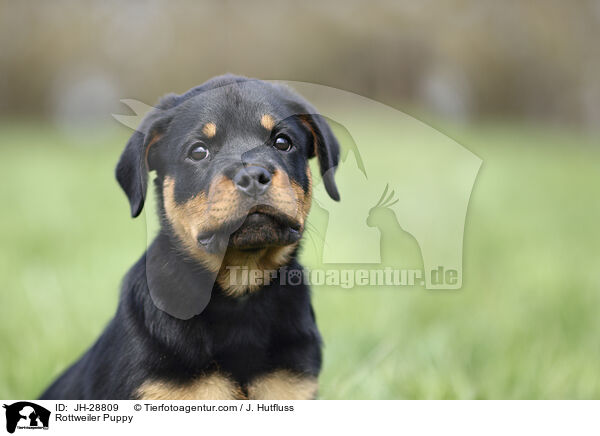 Rottweiler Puppy / JH-28809
