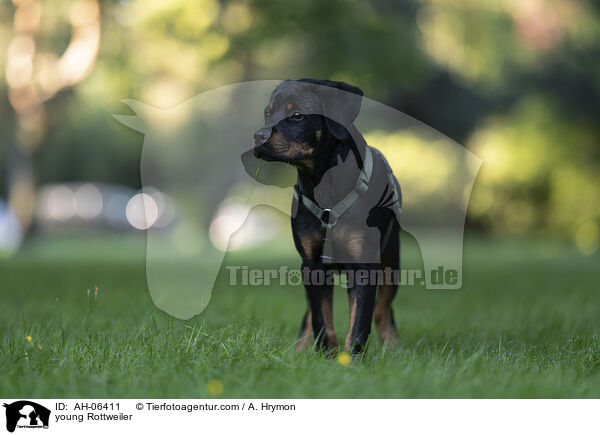 young Rottweiler / AH-06411