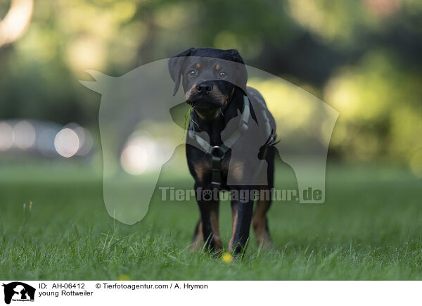 young Rottweiler / AH-06412